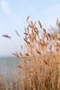 Wheat spikelets. Royalty Free Stock Photo